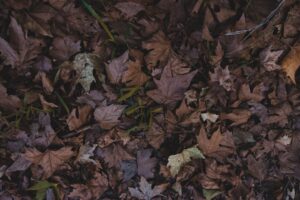 a bunch of leaves that are laying on the ground
