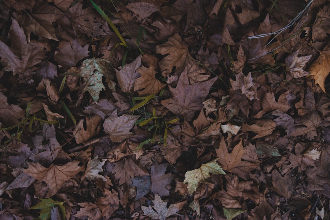 a bunch of leaves that are laying on the ground