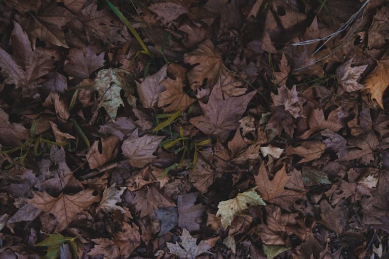 a bunch of leaves that are laying on the ground