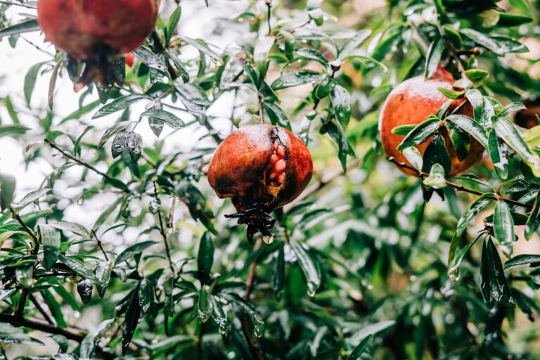 Ripe pomegranates hanging from a tree in the rain