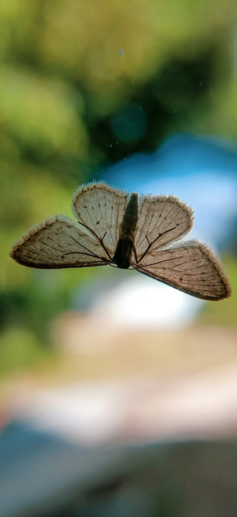a close up of a butterfly flying in the air
