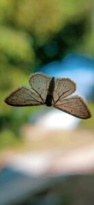 a close up of a butterfly flying in the air