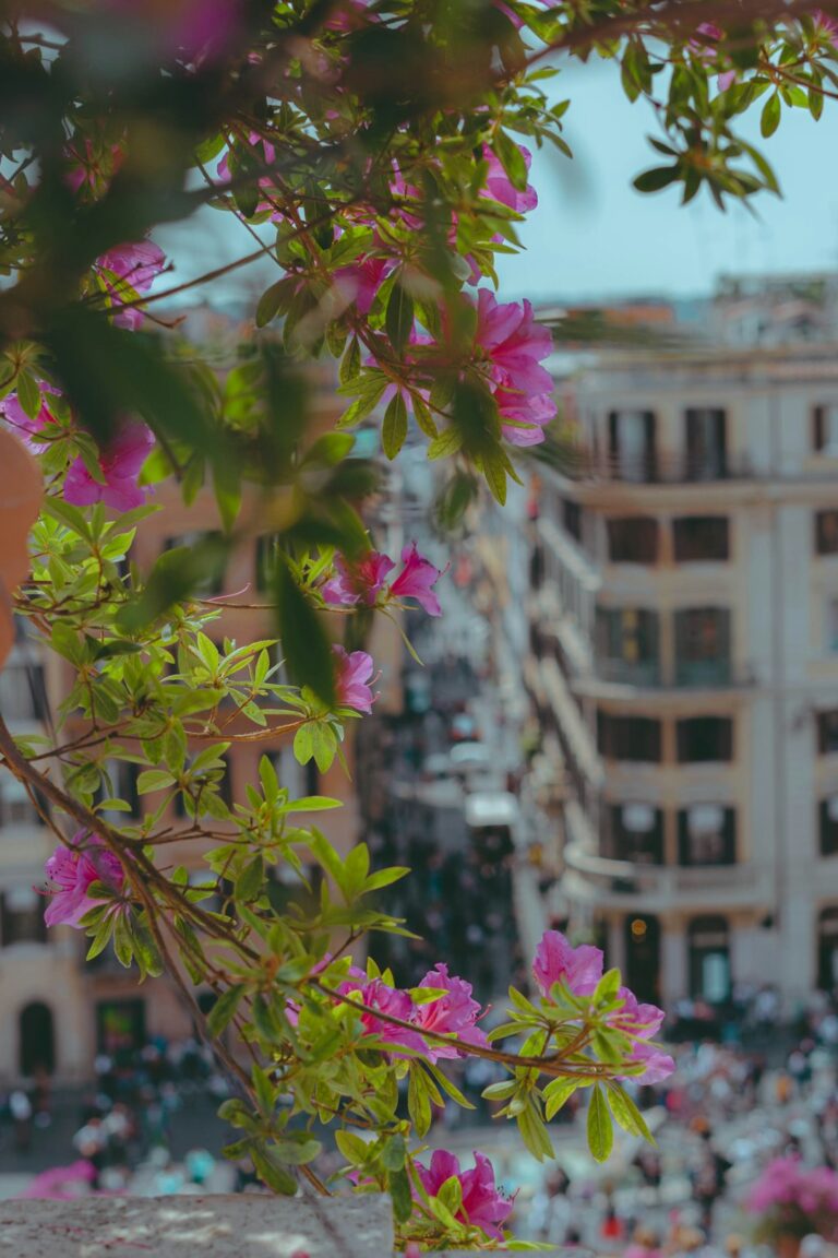 a tree with pink flowers