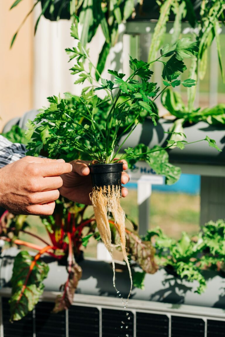 Person showing exposed roots of a vegetable during a hydroponics display