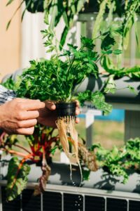 Person showing exposed roots of a vegetable during a hydroponics display