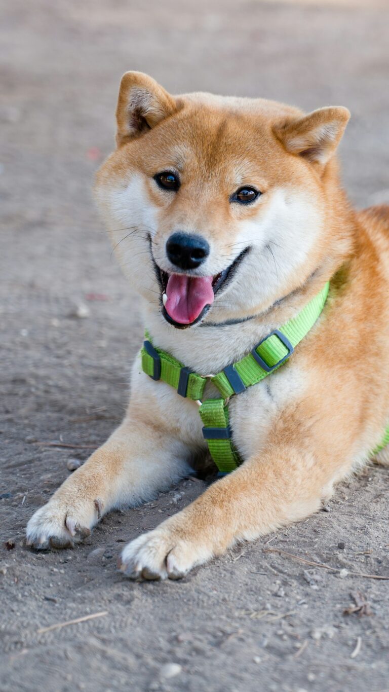 Saki