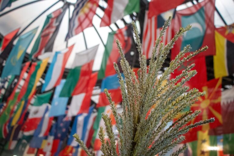 Grain displayed under national flags at FAO Headquarters in Rome.