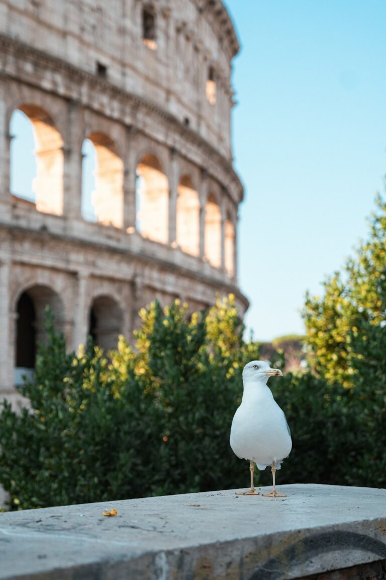 A seagull standing on a ledge in front of a building
