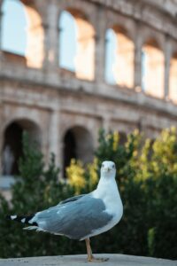 A seagull standing on a ledge in front of a building