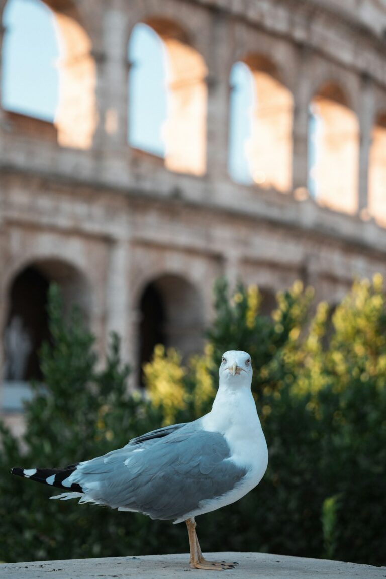 A seagull standing on a ledge in front of a building